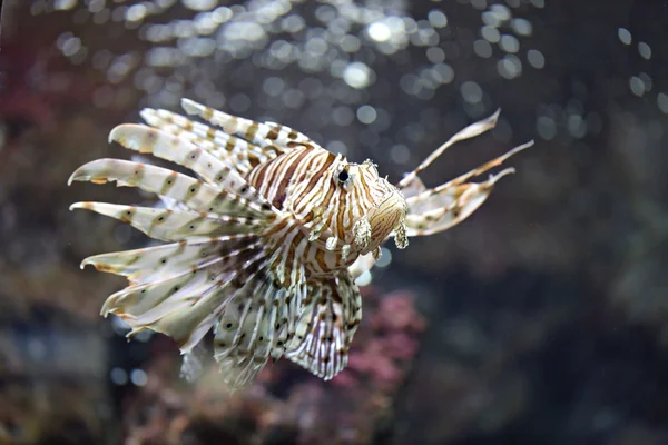 Skupić się Lionfish i niebezpieczne. — Zdjęcie stockowe