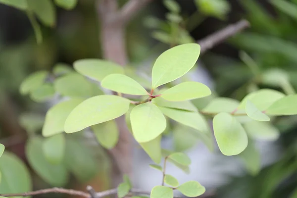 Green leaves of the trees. — Stock Photo, Image