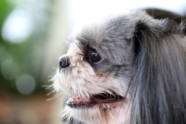 Gesicht des shih tzu Hundes. — Stockfoto