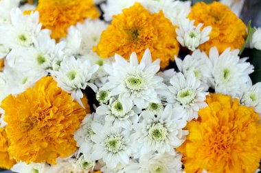 sarı ve beyaz çiçekler.