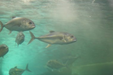 Dev trevally balık.