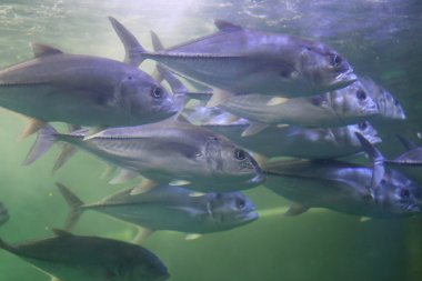 Dev trevally balık.