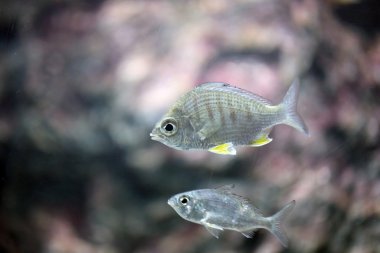 Deniz gümüş balığı.