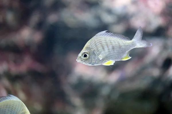 Poisson argenté de mer . — Photo