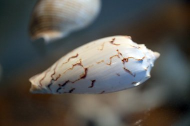 deniz kabuklarını kutusu gösteri.