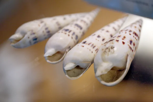 Seashells on box show. — Stock Photo, Image