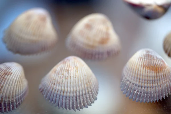 Muscheln auf Box-Show. — Stockfoto