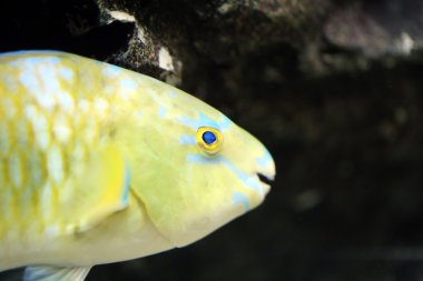 Papağan balık üzerinde odaklanmak.