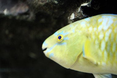 Papağan balık üzerinde odaklanmak.