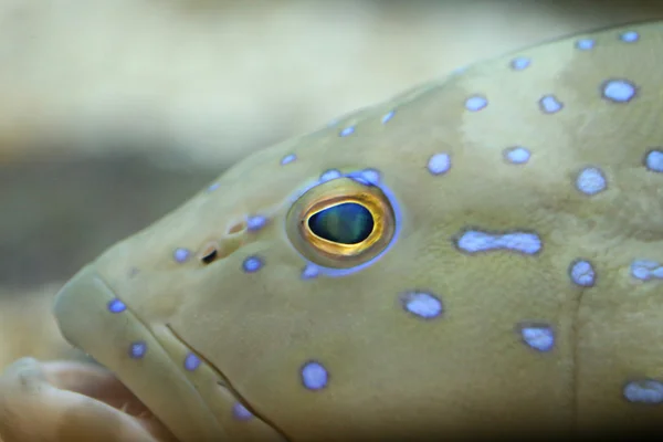 Focus sulla testa di pesce cernia . — Foto Stock