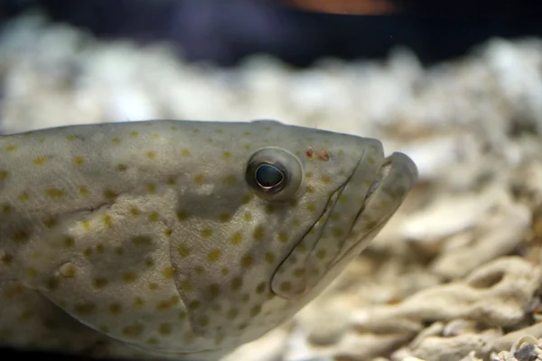 La testa di pesce cernia . — Foto Stock