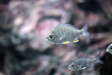 Deniz gümüş balığı.