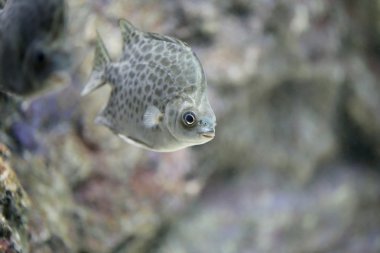 Benekli scat veya yeşil scat.