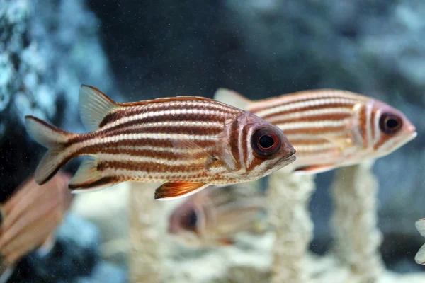 Redcoat Squirrelfish. — Stock Photo, Image