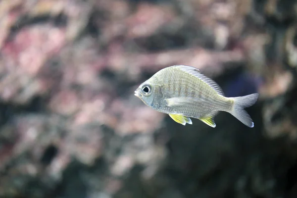 O peixe do mar de prata . — Fotografia de Stock