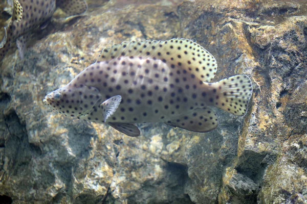 Humpback grouper or Barramundi cod, Panther grouper. — Stock Photo, Image