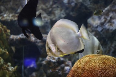 Platax balık üzerinde odaklanmak.