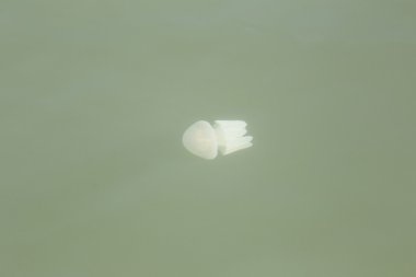 Denizanası sığ sularda.