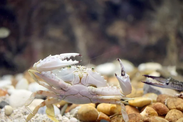 Flower crab or Blue crab. — Stock Photo, Image