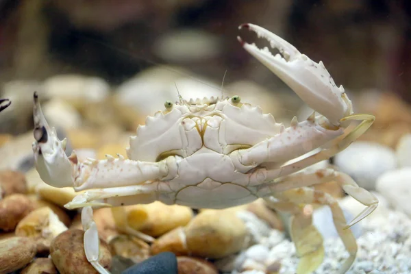 Flower crab or Blue crab. — Stock Photo, Image