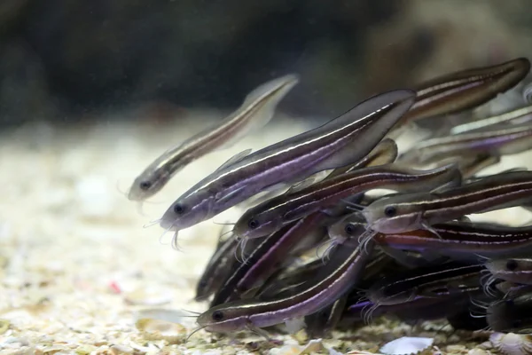 Eeltail catfish or Coral catfish. — Stock Photo, Image