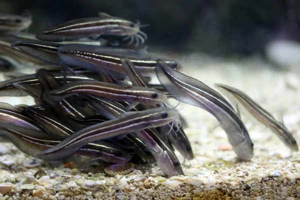 Eeltail catfish or Coral catfish. — Stock Photo, Image