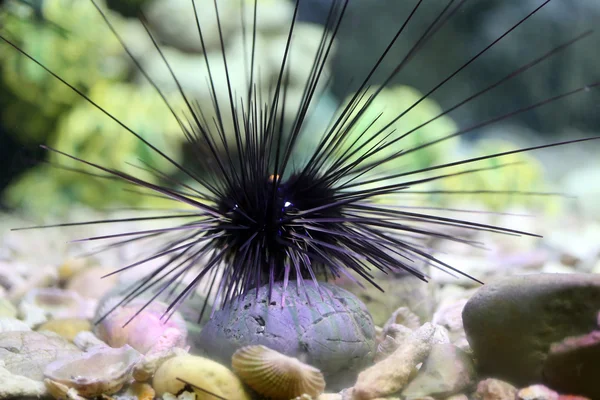 This is a Sea urchin. — Stock Photo, Image