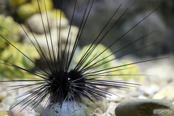 This is a Sea urchin. — Stock Photo, Image