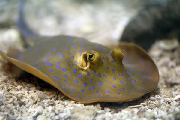 Este es un pez raya o rayo. . —  Fotos de Stock