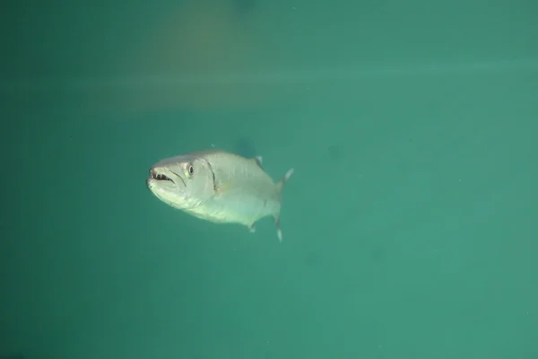Este é um peixe Barracuda ou Seapike . — Fotografia de Stock