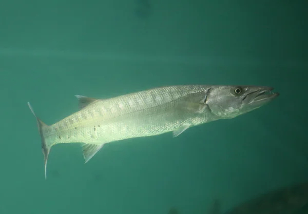 Dit is een Barracuda of Seapike vis. — Stockfoto