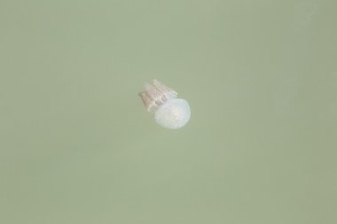 Denizanası sığ sularda.