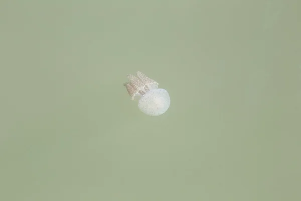 Jellyfish in the shallow waters. — Stock Photo, Image