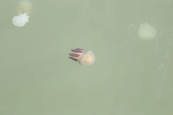 A sekély vizekben medúza. — Stock Fotó