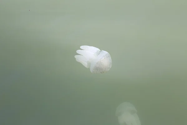 Medusas nas águas rasas . — Fotografia de Stock