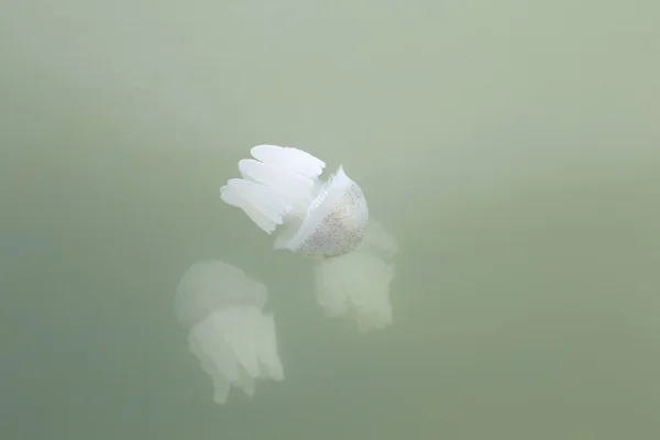 Medusas en aguas poco profundas . —  Fotos de Stock