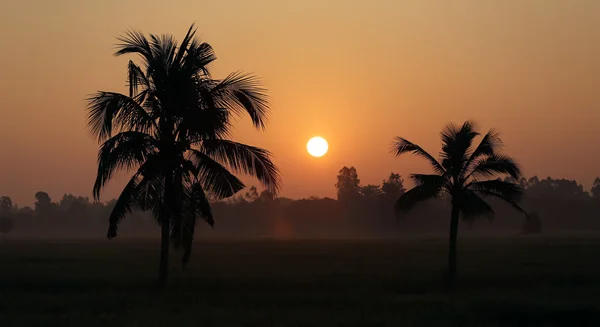 Cocos y arrozales en silueta . — Foto de Stock