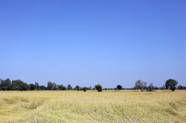 Pirinç tarlaları kırsal alanda.