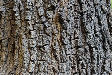 Ormanda büyük ağaç kabuğu.