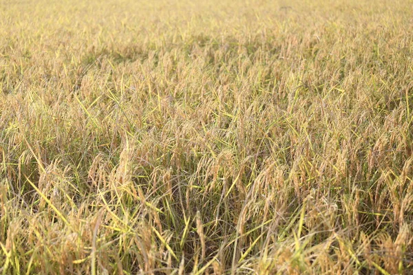 Rice in the field. — Stock Photo, Image