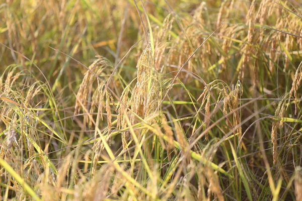 Рис в поле. — стоковое фото