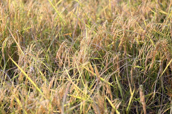 Рис в поле. — стоковое фото