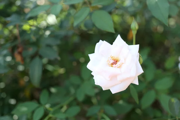 Rosas brancas . — Fotografia de Stock