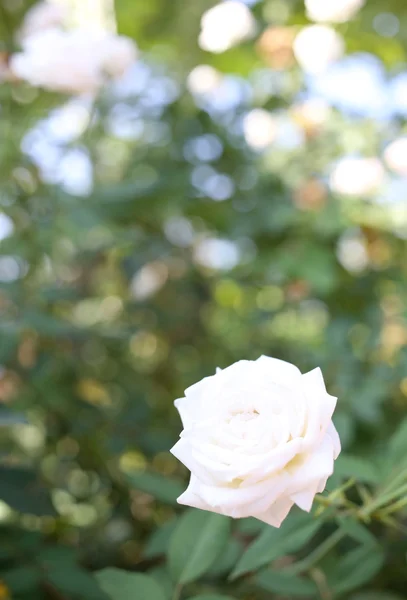 Witte rozen. — Stockfoto