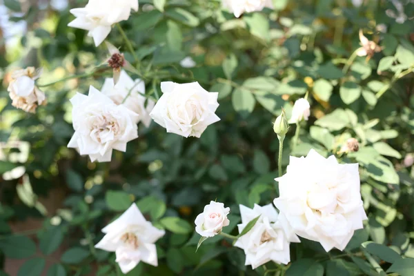 Witte rozen. — Stockfoto