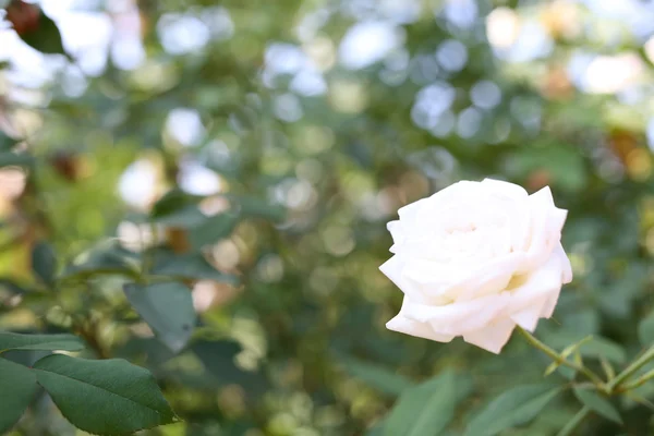 Witte rozen. — Stockfoto