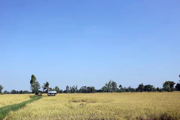 Reisfelder im ländlichen Raum. — Stockfoto