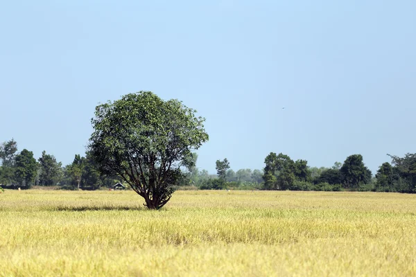 Pirinç tarlaları kırsal alanda. — Stok fotoğraf