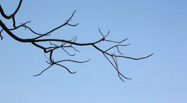 Äste toter Bäume. — Stockfoto