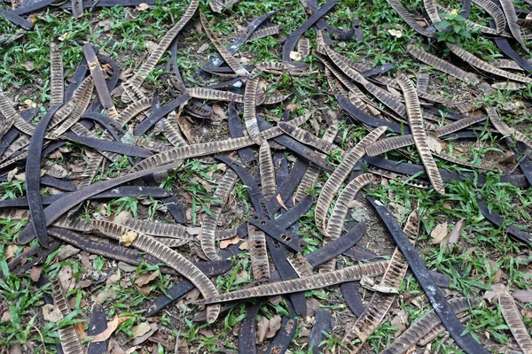 Vrucht van de boom bos. — Stockfoto